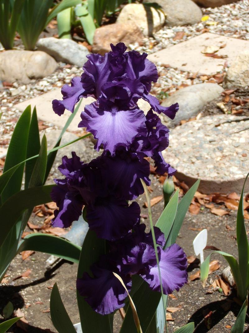 Photo of Tall Bearded Iris (Iris 'Subtle Arrogance') uploaded by Betja