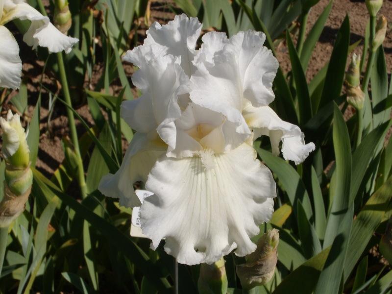 Photo of Tall Bearded Iris (Iris 'Juris Prudence') uploaded by Betja