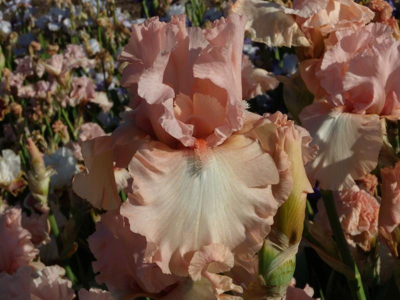 Photo of Tall Bearded Iris (Iris 'For Lovers Only') uploaded by Betja
