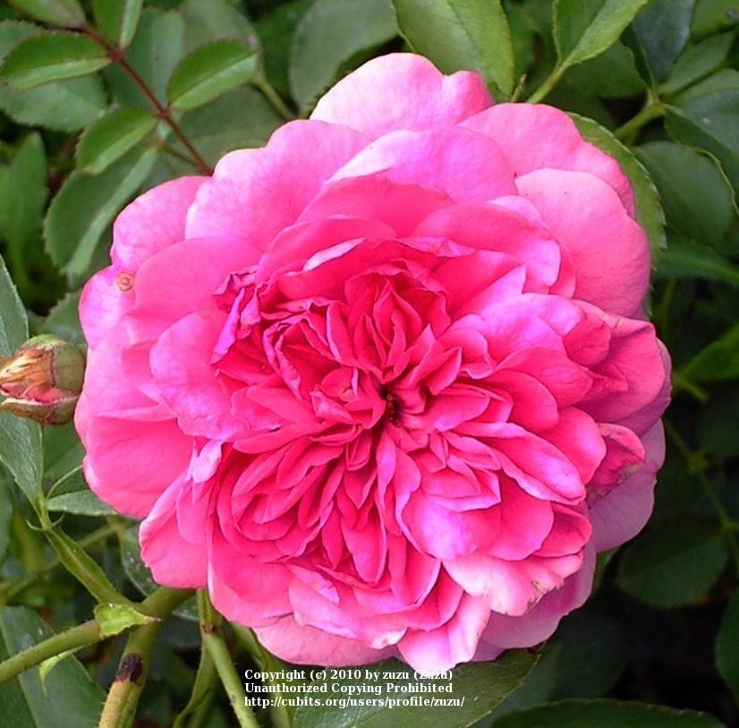 Photo of Rose (Rosa 'Sir John Betjeman') uploaded by zuzu