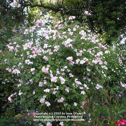 Location: In my Northern California garden
This \"groundcover\" rose dwarfs the grandifloras in the foregrou