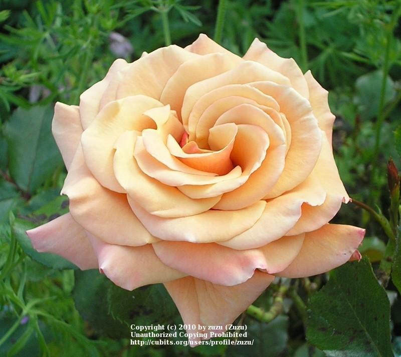 Photo of Floribunda Rose (Rosa 'Singin' in the Rain') uploaded by zuzu