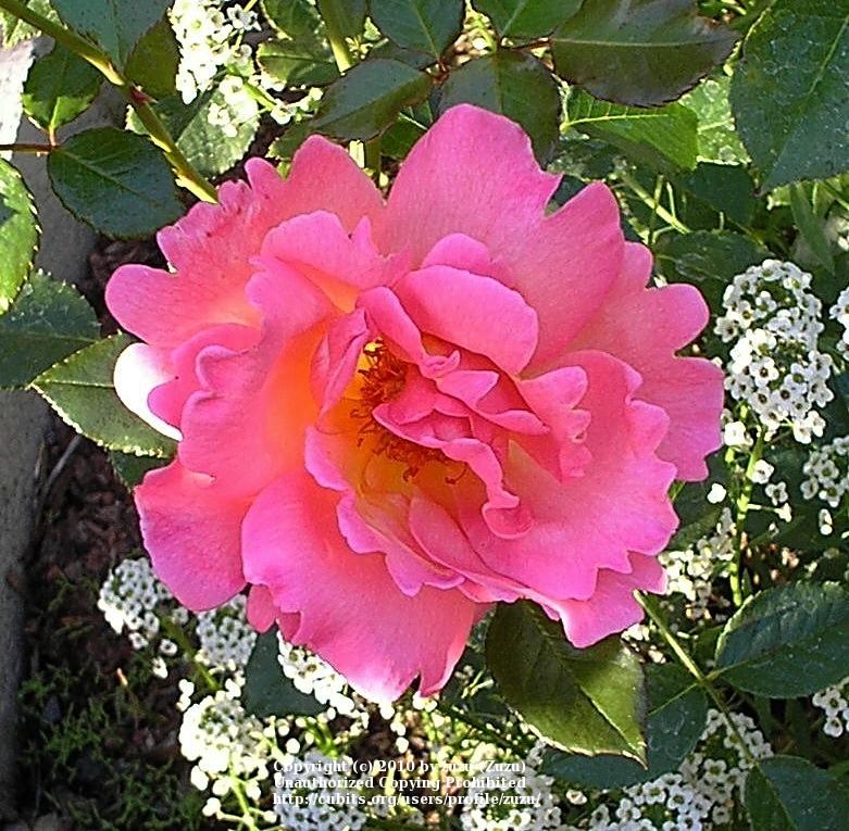 Photo of Rose (Rosa 'Shot Silk') uploaded by zuzu