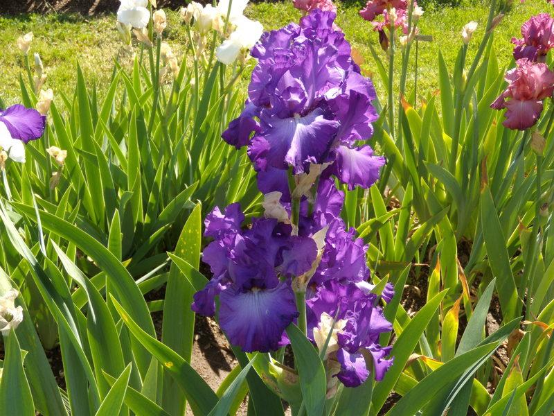 Photo of Tall Bearded Iris (Iris 'Cherished Friendship') uploaded by Betja