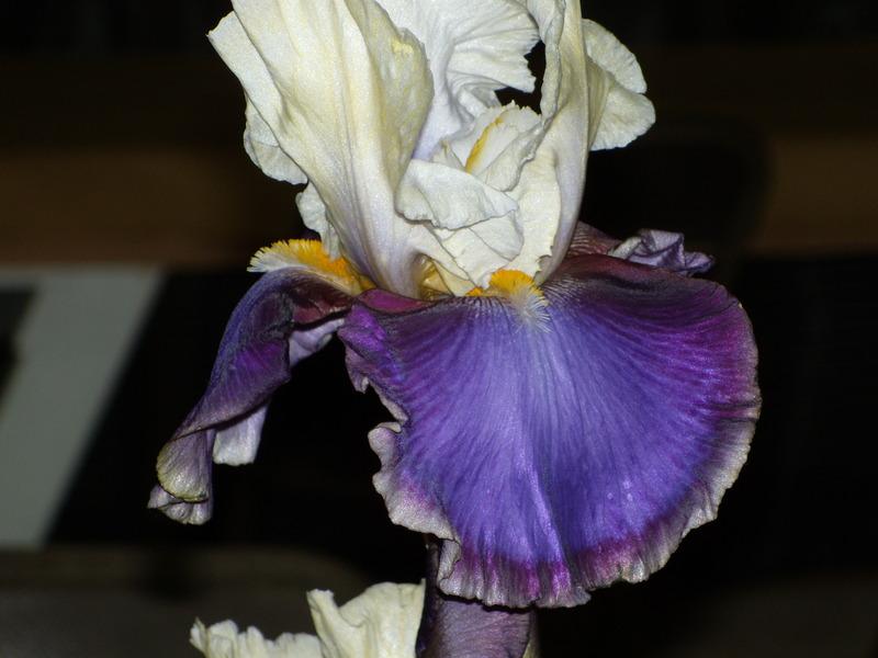 Photo of Tall Bearded Iris (Iris 'Dylan') uploaded by Betja