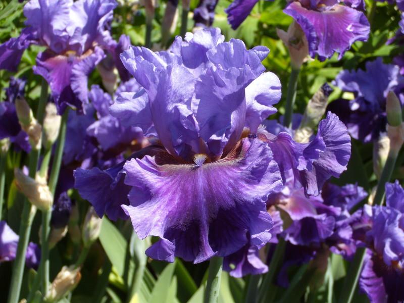 Photo of Tall Bearded Iris (Iris 'Evening Tidings') uploaded by Betja