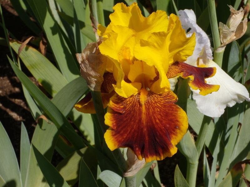 Photo of Tall Bearded Iris (Iris 'Fanfaron') uploaded by Betja