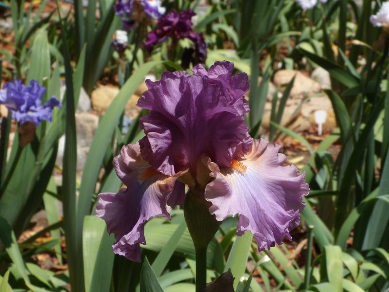 Photo of Tall Bearded Iris (Iris 'Dancing with Irene') uploaded by Betja