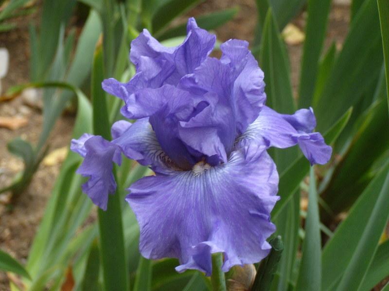 Photo of Tall Bearded Iris (Iris 'All About Blue') uploaded by Betja