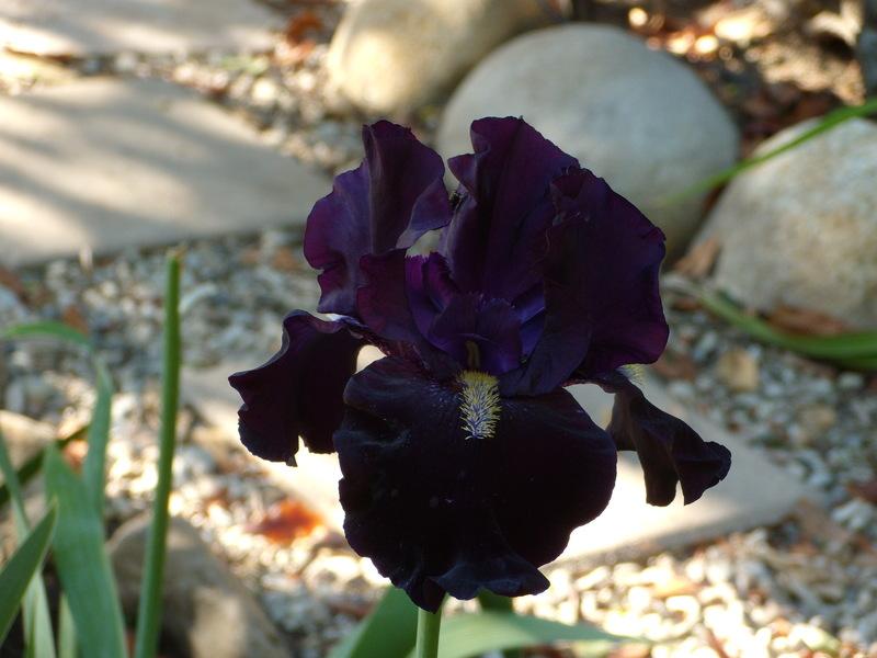 Photo of Tall Bearded Iris (Iris 'Here Comes the Night') uploaded by Betja