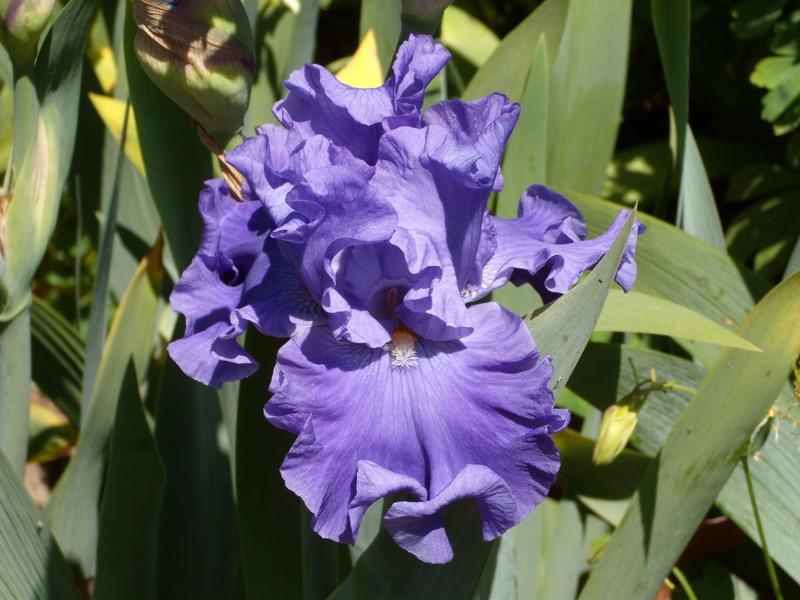 Photo of Tall Bearded Iris (Iris 'All About Blue') uploaded by Betja
