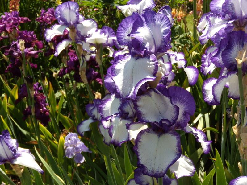 Photo of Tall Bearded Iris (Iris 'Rare Quality') uploaded by Betja