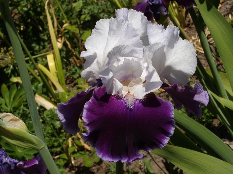Photo of Tall Bearded Iris (Iris 'Royal Snowcap') uploaded by Betja