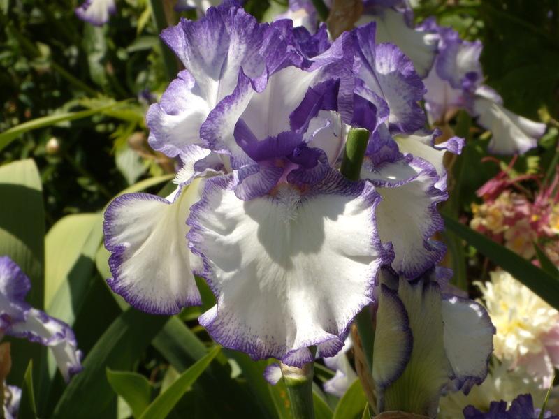 Photo of Tall Bearded Iris (Iris 'Take Five') uploaded by Betja