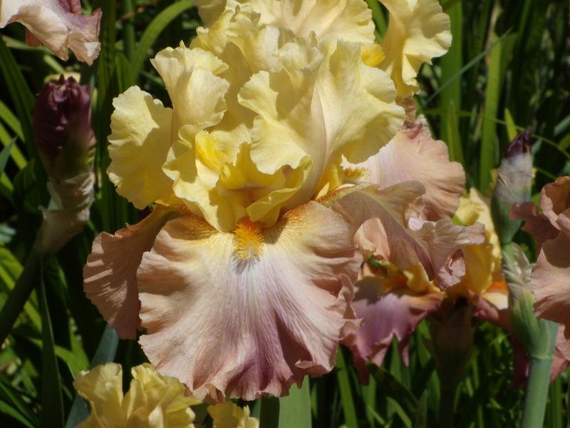 Photo of Tall Bearded Iris (Iris 'High Chaparral') uploaded by Betja