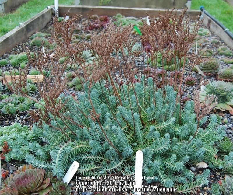 Photo of Jenny's Stonecrop (Petrosedum rupestre subsp. rupestre 'Blue Spruce') uploaded by valleylynn