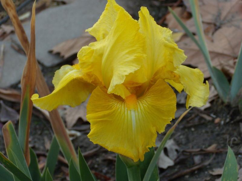 Photo of Tall Bearded Iris (Iris 'Pleasant Peasant') uploaded by Betja