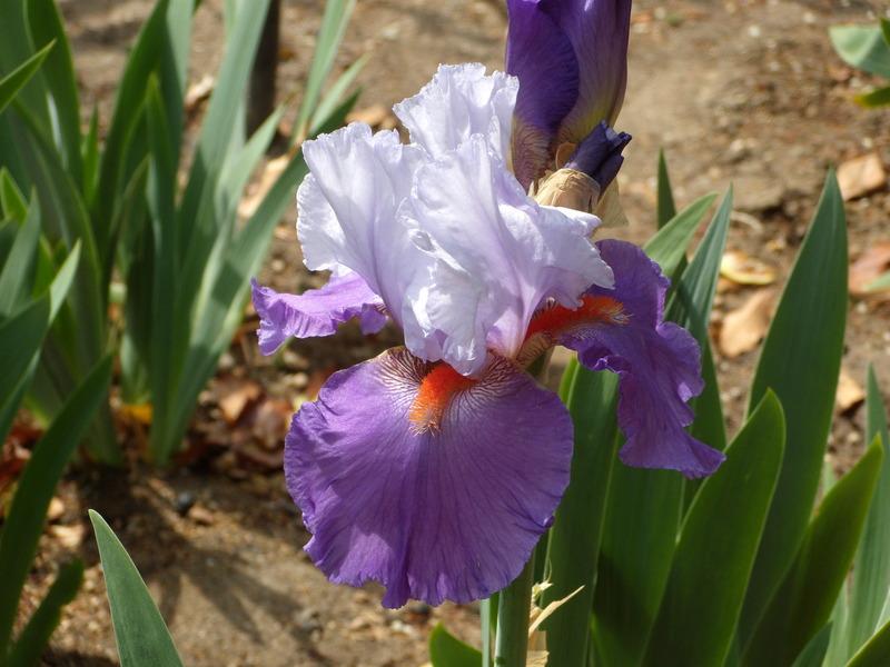 Photo of Tall Bearded Iris (Iris 'Chartered Course') uploaded by Betja
