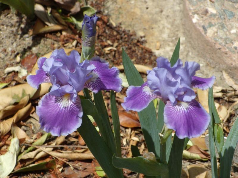 Photo of Intermediate Bearded Iris (Iris 'Twilight Delight') uploaded by Betja