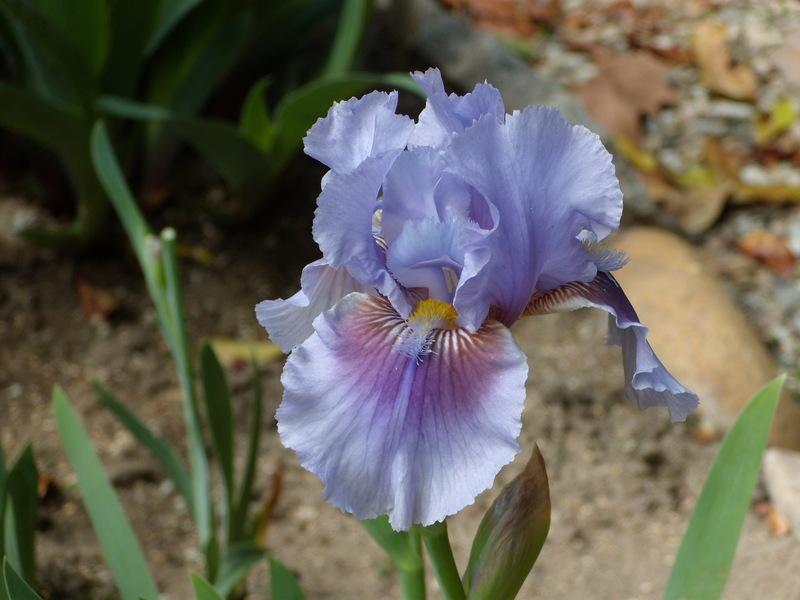 Photo of Intermediate Bearded Iris (Iris 'Megglethorp') uploaded by Betja