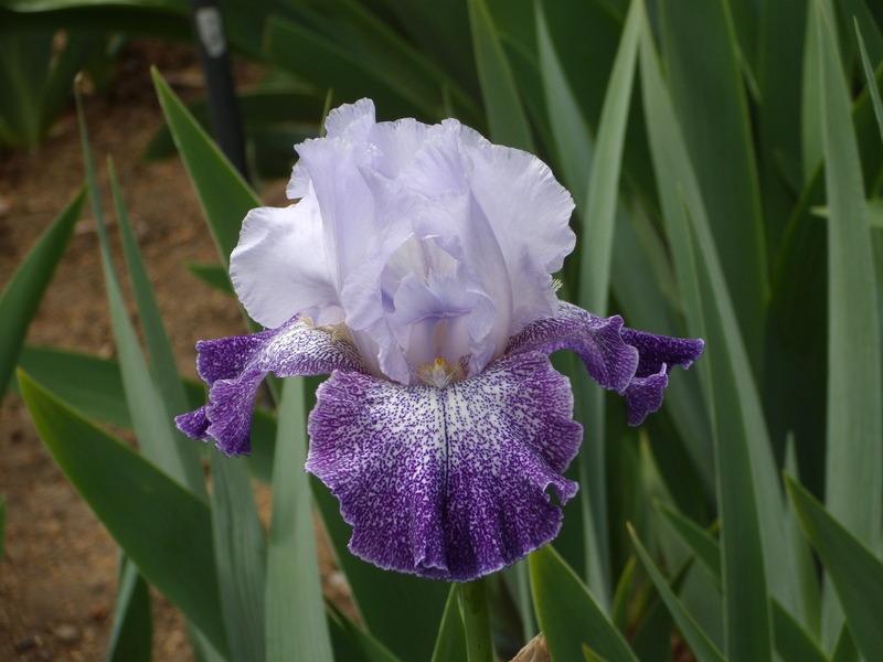 Photo of Tall Bearded Iris (Iris 'Splashacata') uploaded by Betja