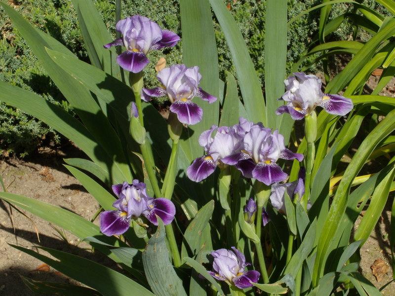 Photo of Miniature Tall Bearded Iris (Iris 'Dividing Line') uploaded by Betja
