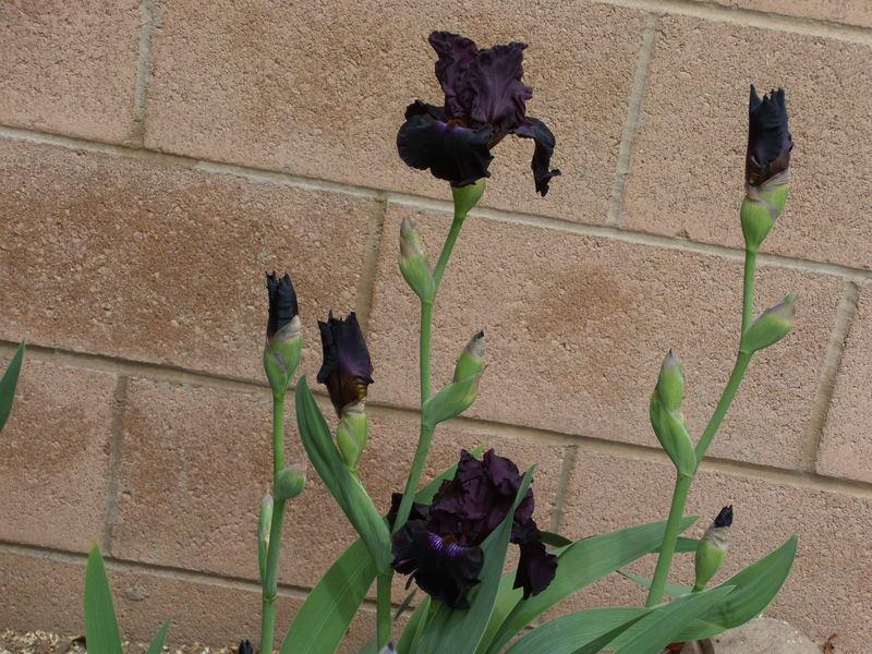 Photo of Tall Bearded Iris (Iris 'Crimson Lights') uploaded by Betja