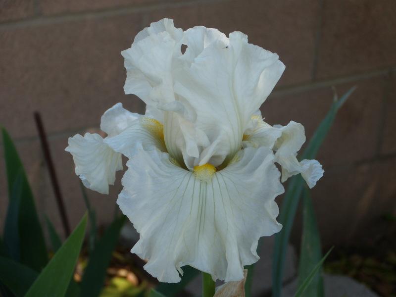 Photo of Tall Bearded Iris (Iris 'Lunar Whitewash') uploaded by Betja