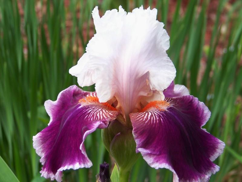 Photo of Tall Bearded Iris (Iris 'Ringo') uploaded by mattsmom
