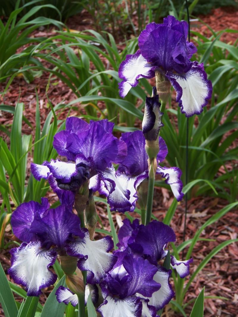 Photo of Tall Bearded Iris (Iris 'Art Deco') uploaded by mattsmom