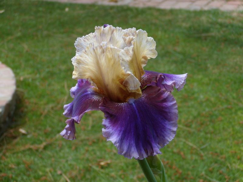 Photo of Tall Bearded Iris (Iris 'Final Episode') uploaded by Betja