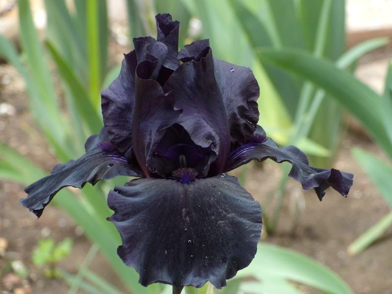 Photo of Border Bearded Iris (Iris 'Chimney Soot') uploaded by Betja