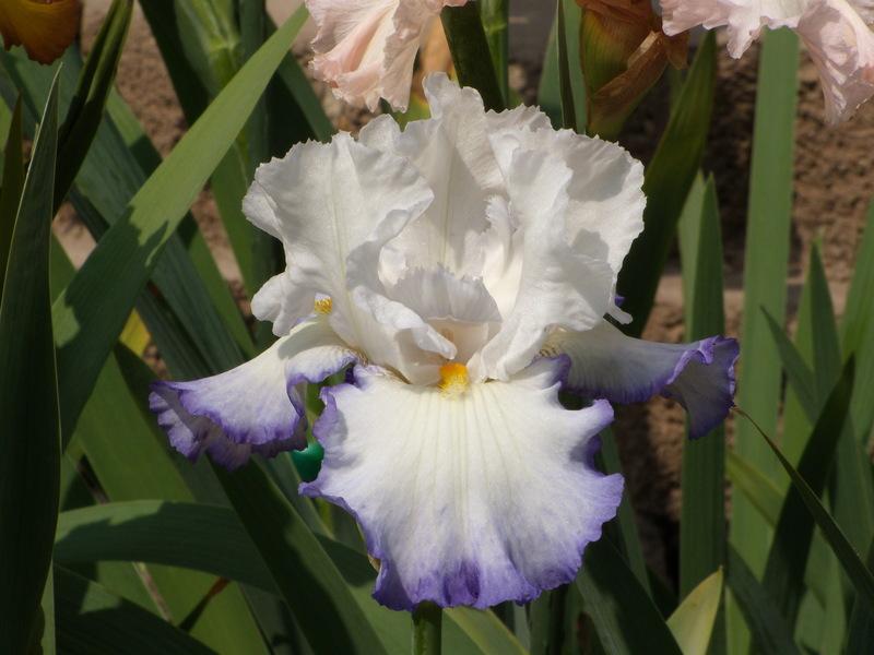 Photo of Tall Bearded Iris (Iris 'Queen's Circle') uploaded by Betja