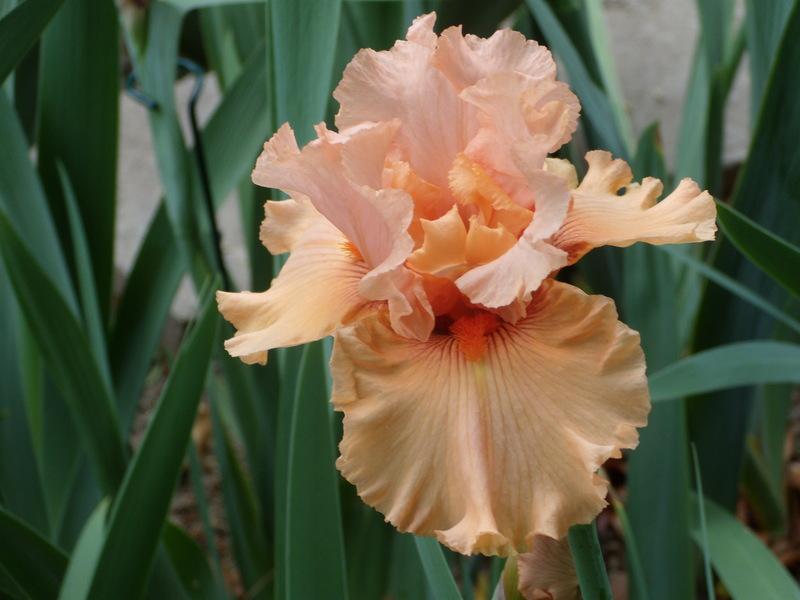 Photo of Tall Bearded Iris (Iris 'Coral Splendor') uploaded by Betja