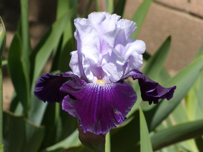 Photo of Tall Bearded Iris (Iris 'Royal Storm') uploaded by Betja
