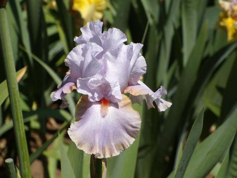 Photo of Tall Bearded Iris (Iris 'Legerdemain') uploaded by Betja
