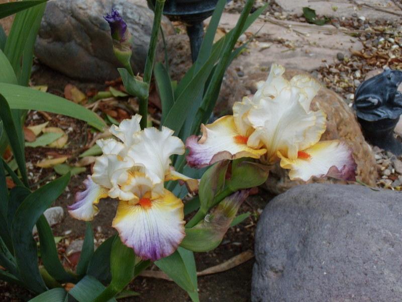 Photo of Tall Bearded Iris (Iris 'Expect Wonders') uploaded by Betja