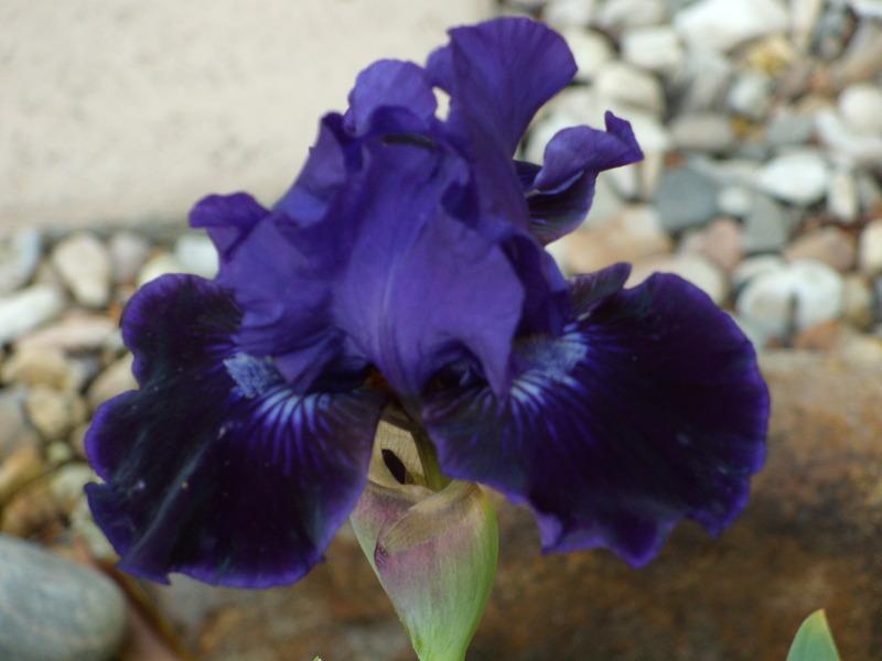 Photo of Intermediate Bearded Iris (Iris 'Star in the Night') uploaded by Betja