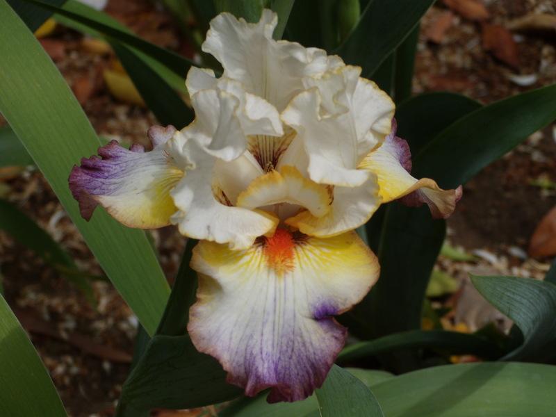 Photo of Tall Bearded Iris (Iris 'Expect Wonders') uploaded by Betja