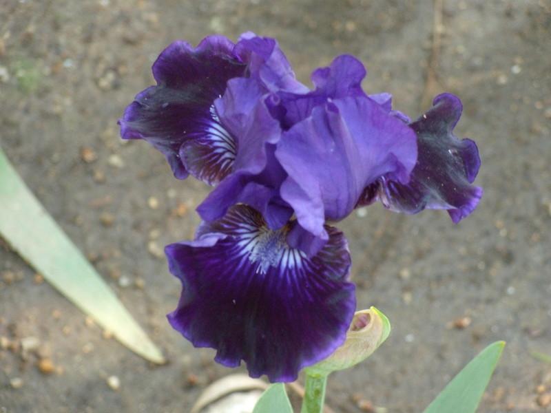 Photo of Intermediate Bearded Iris (Iris 'Star in the Night') uploaded by Betja