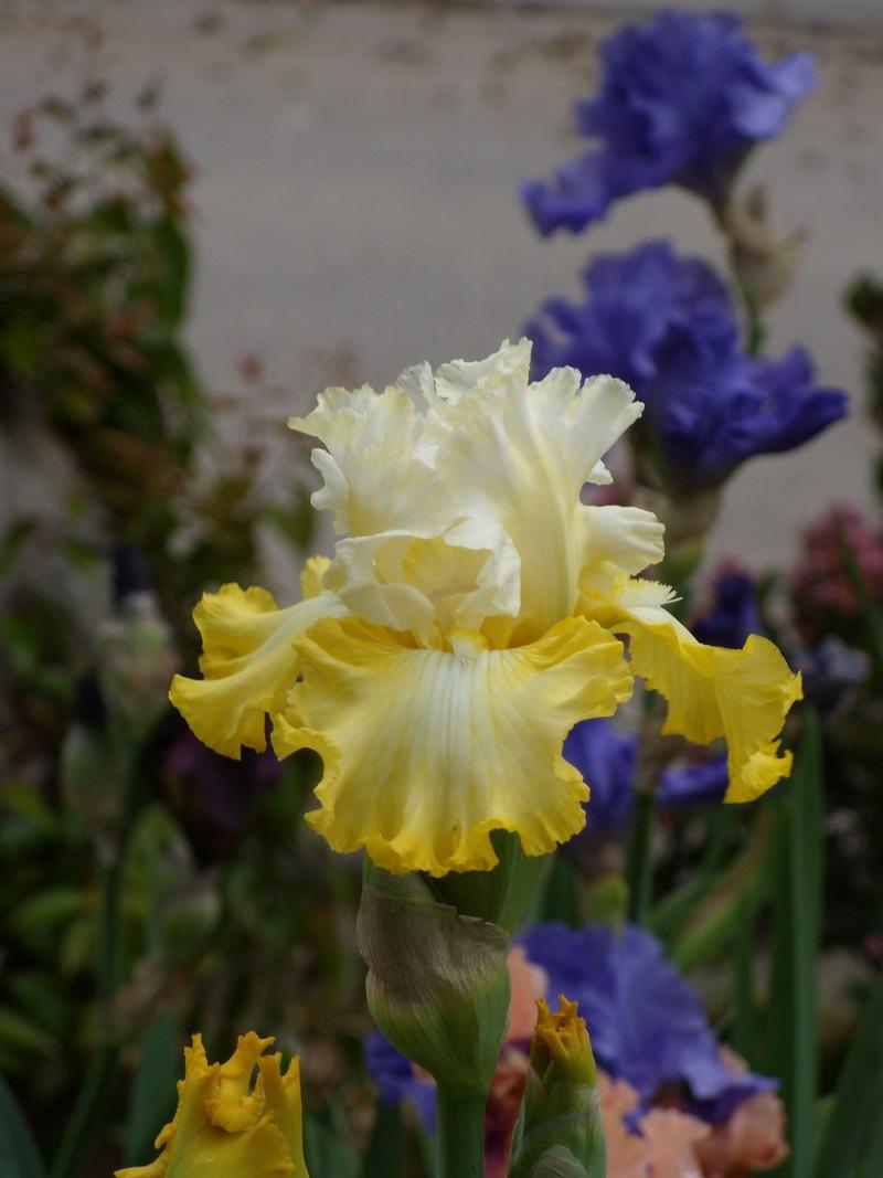 Photo of Tall Bearded Iris (Iris 'Overjoyed') uploaded by Betja