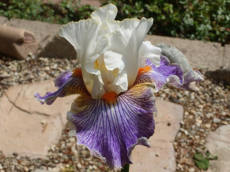 Photo of Tall Bearded Iris (Iris 'Magic Happens') uploaded by Betja
