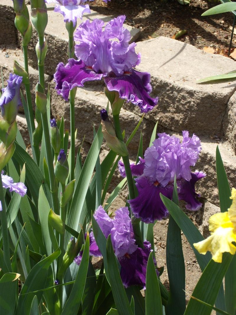 Photo of Tall Bearded Iris (Iris 'Louisa's Song') uploaded by Betja