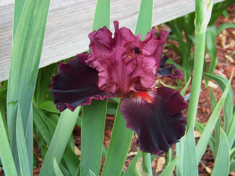 Photo of Tall Bearded Iris (Iris 'Wearing Rubies') uploaded by mattsmom