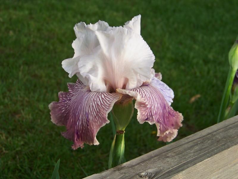 Photo of Tall Bearded Iris (Iris 'Crazy for You') uploaded by mattsmom