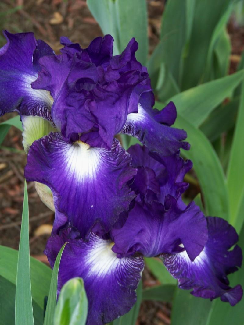 Photo of Tall Bearded Iris (Iris 'Spot Starter') uploaded by mattsmom