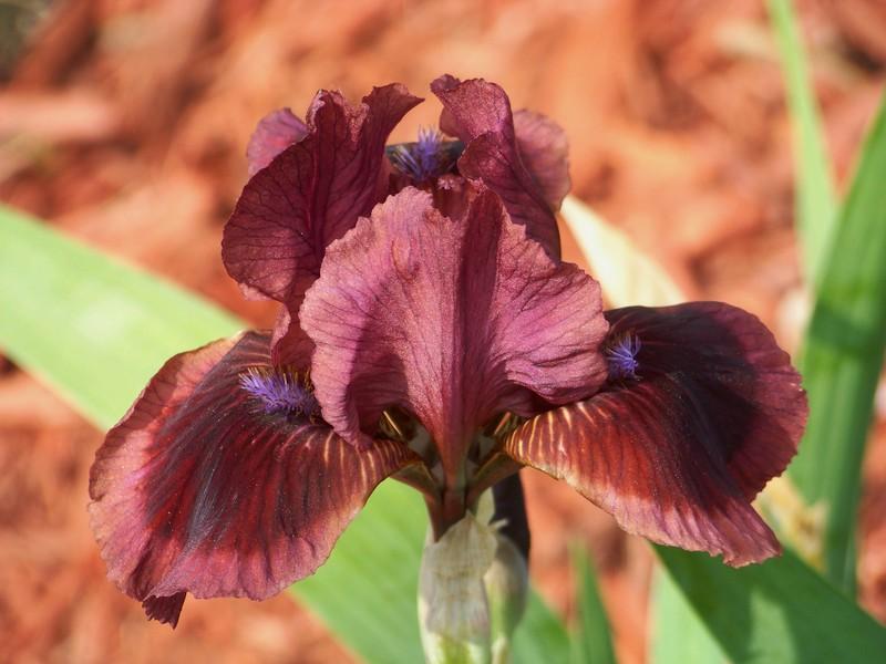 Photo of Standard Dwarf Bearded Iris (Iris 'Cat's Eye') uploaded by mattsmom