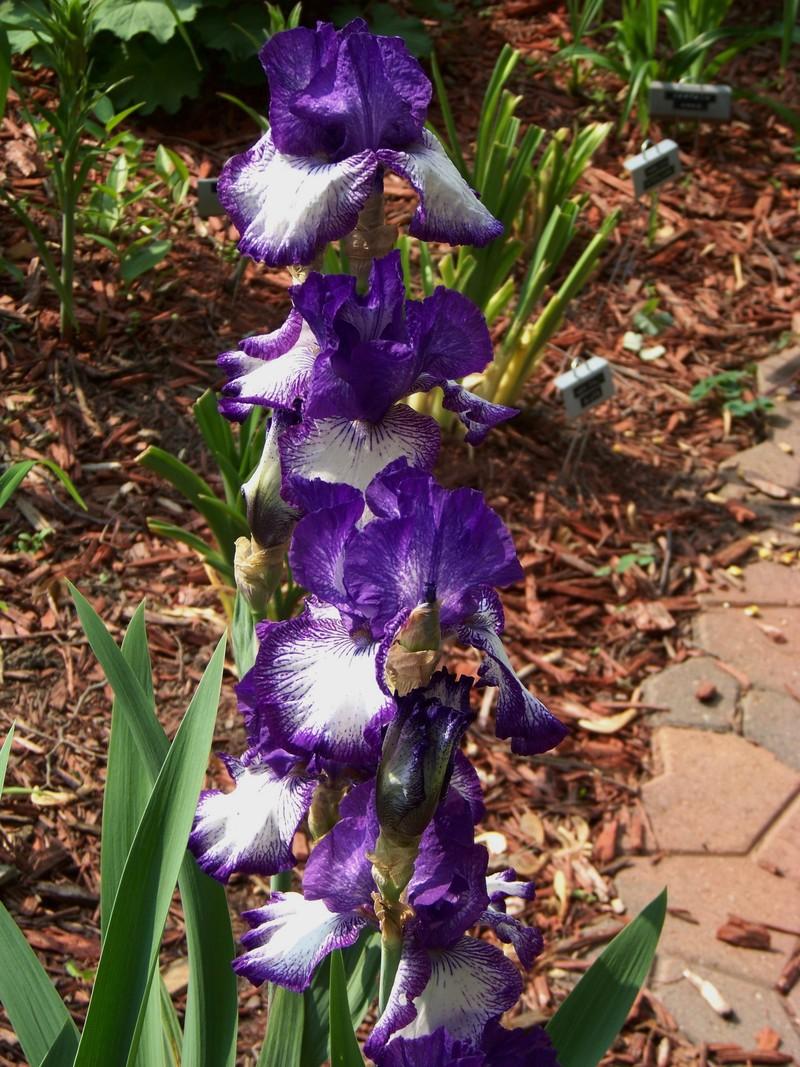 Photo of Tall Bearded Iris (Iris 'Art Deco') uploaded by mattsmom