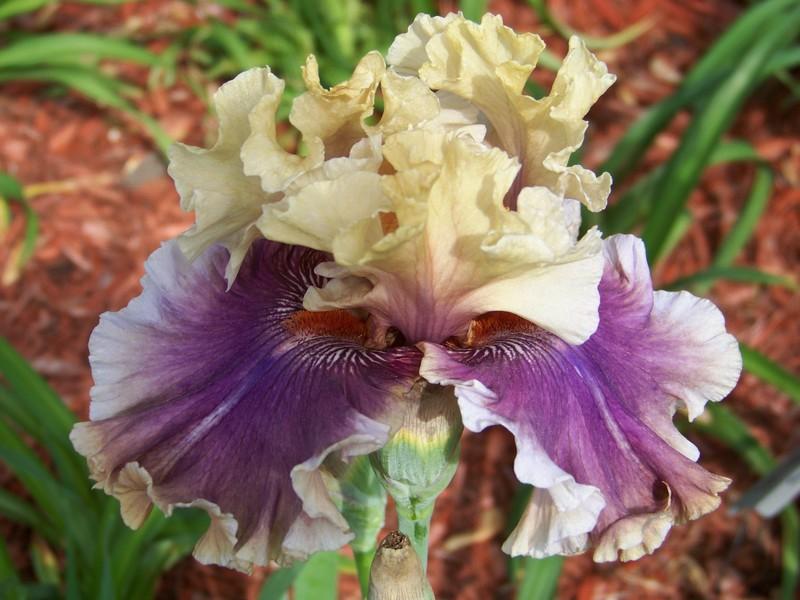 Photo of Tall Bearded Iris (Iris 'Smoke and Thunder') uploaded by mattsmom