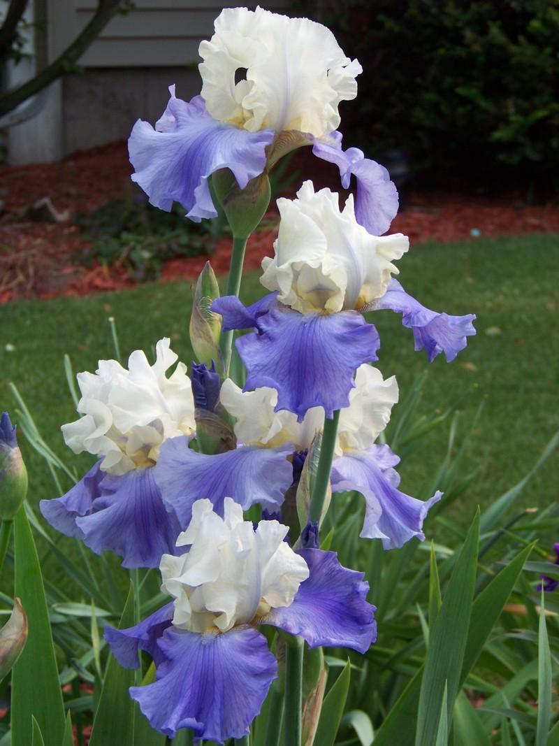 Photo of Tall Bearded Iris (Iris 'Stairway to Heaven') uploaded by mattsmom